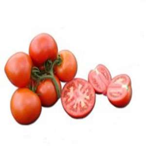 Аксіома F1 - томат індетермінантний, 500 насінин, Nunhems (Нунемс) Голландія фото, цiна